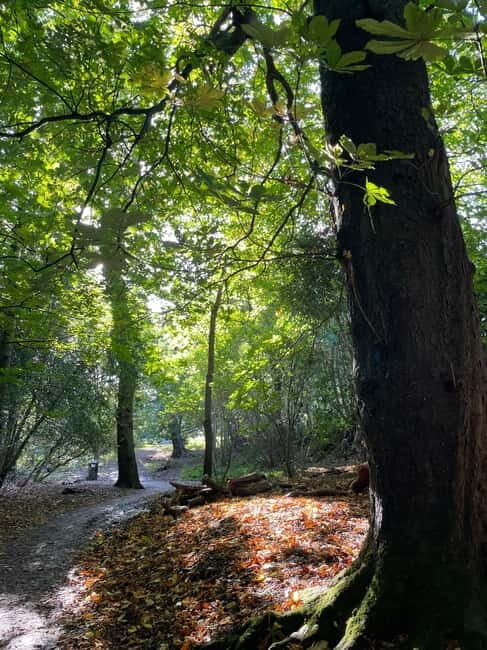 Belfast: Sir Thomas & Lady Dixon Park Walk & Alfresco Picnic - The Alfresco Picnic Experience