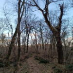 Belgrade: Kosutnjak forest hiking tour - The Logistics: What You Need to Know