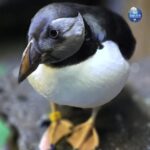 Beluga Whale Sanctuary - Admissions - What to Expect: The Experience in Detail