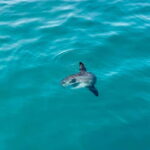 Benalmádena Boat Tour with Snorkeling, Water Slide and Lunch - The Detailed Itinerary & Experience Breakdown