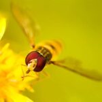 Berlin: Macro photography course - Nature in detail - Final Thoughts