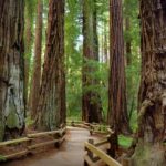 Best of SF: Wine Country, Redwoods, and Hop-on Hop-off Tour - What Makes This Tour Special?