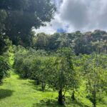 Big Island: Hilo to Kona Day Tour with Tastings - What to Expect: Practical Details