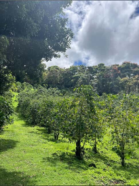 Big Island: Hilo to Kona Day Tour with Tastings - What to Expect: Practical Details