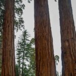 Big Sur Monterey 17 Mile Private Tour from San Francisco 1-12 ppl - What’s Included and What’s Not