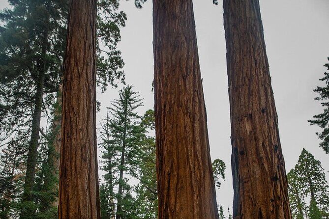 Big Sur Monterey 17 Mile Private Tour from San Francisco 1-12 ppl - What’s Included and What’s Not