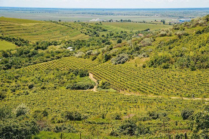Bike & Wine tour in Dealu Mare wineland - Practical Details & What You Should Know