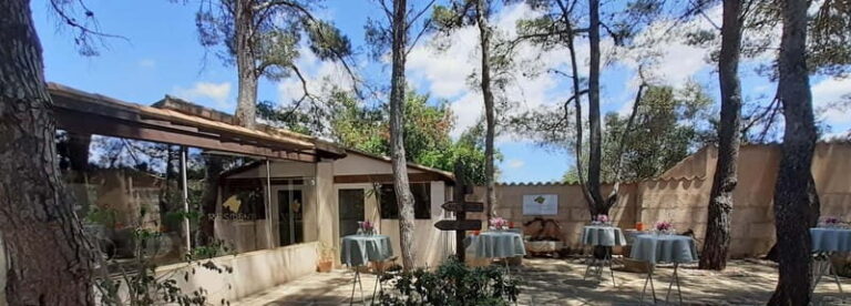 Binissalem: Individual vineyard tour and wine tasting in German - The Value and Overall Experience