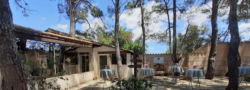 Binissalem: Individual vineyard tour and wine tasting in German - The Value and Overall Experience