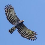 Birding for beginners - FAQ