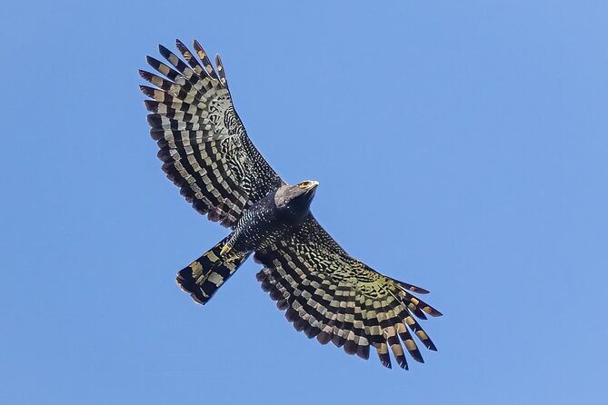 Birding for beginners - FAQ