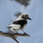 Birding Hike and Hot Spring Soak from Denver - What Makes This Tour Stand Out?