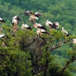 Birdwatching and cultural heritage tour from Varna - Discovering Bulgaria’s Hidden Treasures
