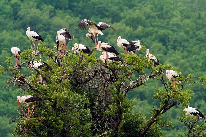 Birdwatching and cultural heritage tour from Varna - Discovering Bulgaria’s Hidden Treasures