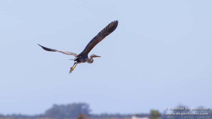 Birdwatching Solar Boat Tour Aveiro Lagon - The Experience: From Bird Watching to Tastings