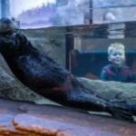 Birmingham: National Sea Life Centre Entrance Ticket - Who Would Love This Experience?