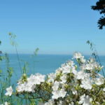 Black Sea: Magnetic Beach and Batumi Botanical Garden Tour - Who Will Love This Tour?
