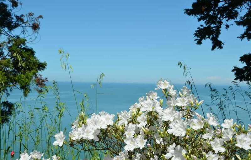 Black Sea: Magnetic Beach and Batumi Botanical Garden Tour - Who Will Love This Tour?