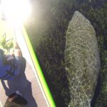 Blue Springs Kayak & Swim Wildlife Adventure - Exploring the Itinerary in Detail