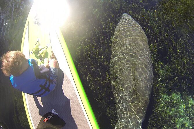 Blue Springs Kayak & Swim Wildlife Adventure - Exploring the Itinerary in Detail