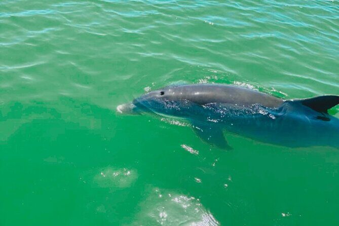 Boat Rentals to Shell Key, Treasure Island and St. Pete Beach - Why This Experience Might Be Right for You