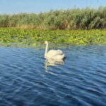 Boat Tour to Letea Forest - Why This Tour Offers Great Value