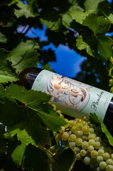 BODEGAS PANDORA: tour through the vineyards and winery with wine tasting. - Who Should Consider This Tour?