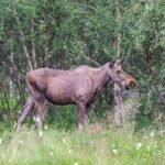 Bodø: Northern Norway Moose Safari - What Makes This Moose Safari Special?