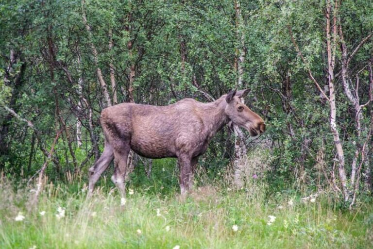 Bodø: Northern Norway Moose Safari - What Makes This Moose Safari Special?
