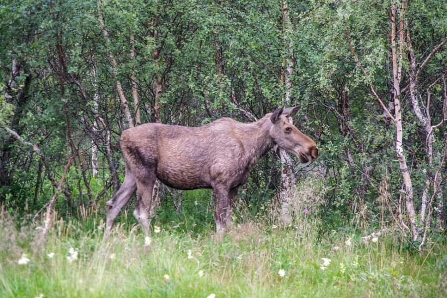 Bodø: Northern Norway Moose Safari - What Makes This Moose Safari Special?