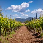 Bolgheri: guided visit of the winery and tasting of our wines - Real Guest Insights & Tips