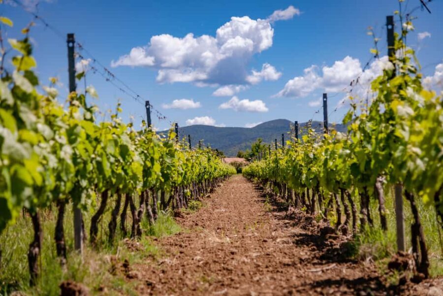 Bolgheri: guided visit of the winery and tasting of our wines - Real Guest Insights & Tips