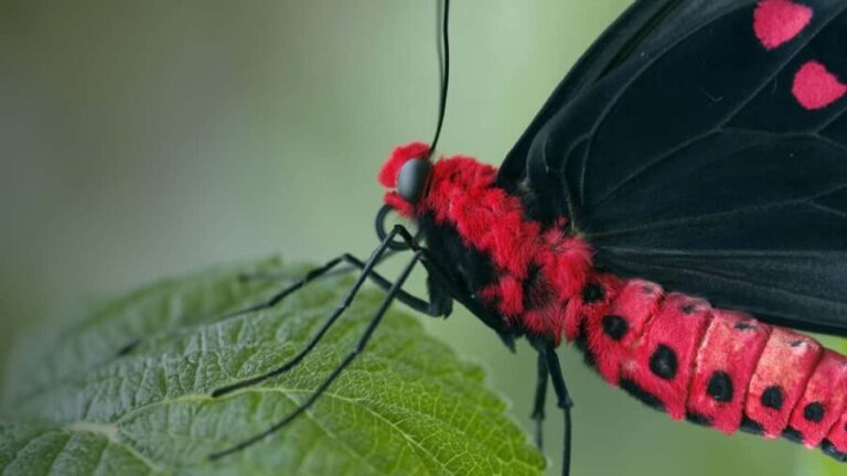 Bordano: Butterfly House Entry Ticket - Dazzling Insects in the ‘6-legged Jewellery’ Exhibition