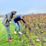 Bordeaux: Graves, Pessac-Léognan, and Sauternes Vineyards - An Overview of the Experience