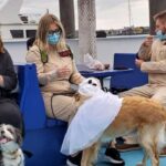 Boston: Dog-Friendly Halloween Costume & Sightseeing Cruise - An In-Depth Look at the Boston Halloween Dog Cruise