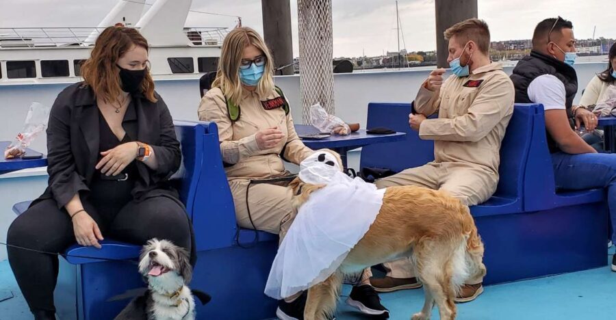 Boston: Dog-Friendly Halloween Costume & Sightseeing Cruise - An In-Depth Look at the Boston Halloween Dog Cruise