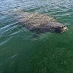 Bradenton: Guided Pedal Kayak Tour - What’s Included and What’s Not