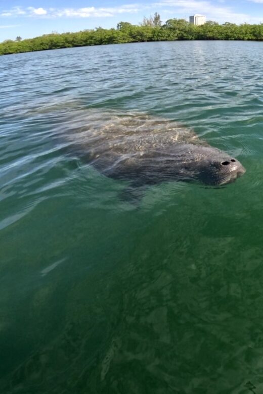 Bradenton: Guided Pedal Kayak Tour - What’s Included and What’s Not