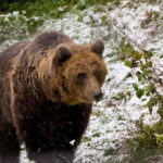 Brasov: Brown Bear & Wildlife Watching - An In-Depth Look at the Brasov Wildlife Tour