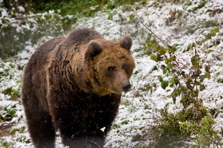 Brasov: Brown Bear & Wildlife Watching - An In-Depth Look at the Brasov Wildlife Tour