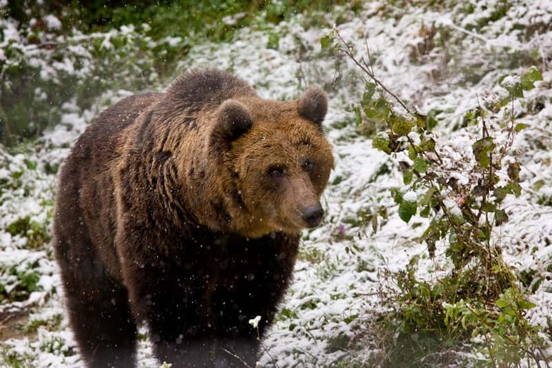 Brasov: Brown Bear & Wildlife Watching - An In-Depth Look at the Brasov Wildlife Tour