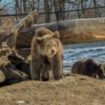 Brasov: Tour with Transfer Libearty Bear Sanctuary - The Value of This Experience