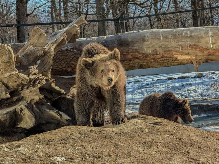 Brasov: Tour with Transfer Libearty Bear Sanctuary - The Value of This Experience