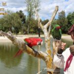 Breakfast with Parrots at Masseria mazzetta with wildlife park - An Introduction to the Experience