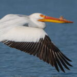 British Columbia: Bird Watching and Photography Tour - An In-Depth Look at the British Columbia Bird Watching & Photography Tour