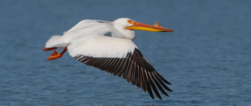 British Columbia: Bird Watching and Photography Tour - An In-Depth Look at the British Columbia Bird Watching & Photography Tour
