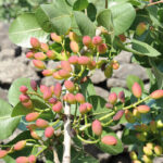 Bronte: Tour e degustazione nelle piantagioni di pistacchi - Scenic Setting and Plantation Tour