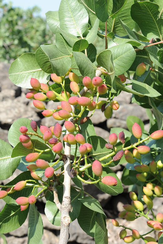 Bronte: Tour e degustazione nelle piantagioni di pistacchi - Scenic Setting and Plantation Tour