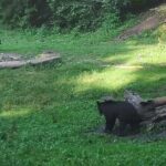 Brown Bears in the wild, no fence - What Makes This Tour Special