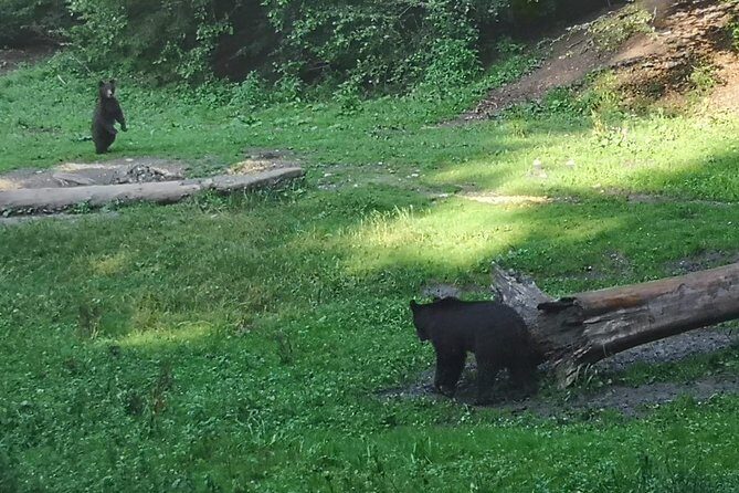 Brown Bears in the wild, no fence - What Makes This Tour Special